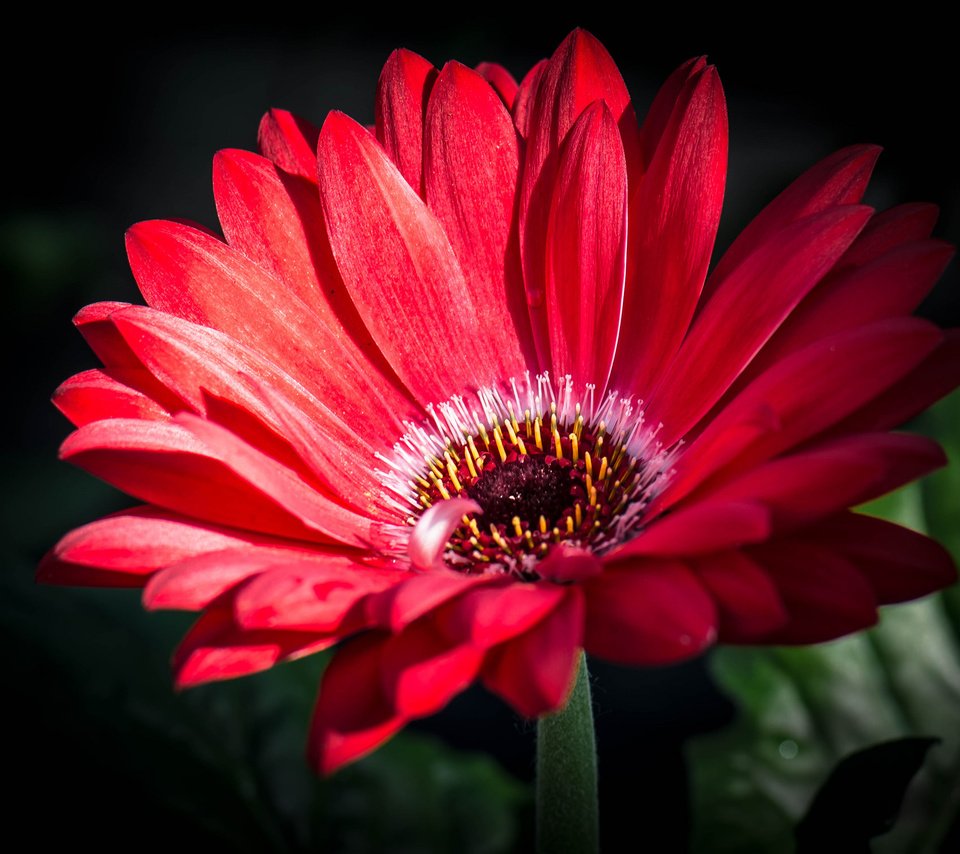 Обои макро, лепестки, гербера, macro, petals, gerbera разрешение 2048x1508 Загрузить