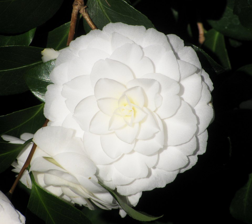 Обои цветы, цветение, белая, камелия, крупным планом, камелии, flowers, flowering, white, camellia, closeup разрешение 3000x2085 Загрузить