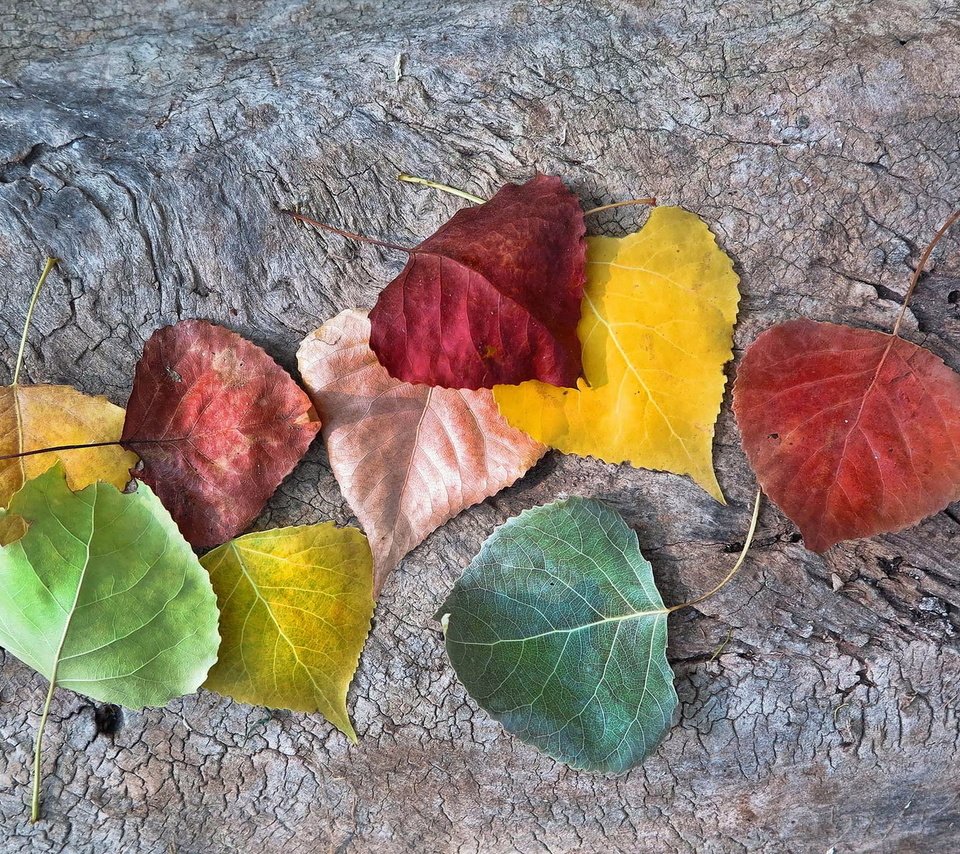Обои листья, осень, опадают, осен,  листья, autumnal colors, leaves, autumn, fall разрешение 1920x1200 Загрузить