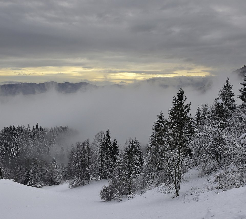 Обои деревья, горы, снег, зима, туман, trees, mountains, snow, winter, fog разрешение 1920x1280 Загрузить