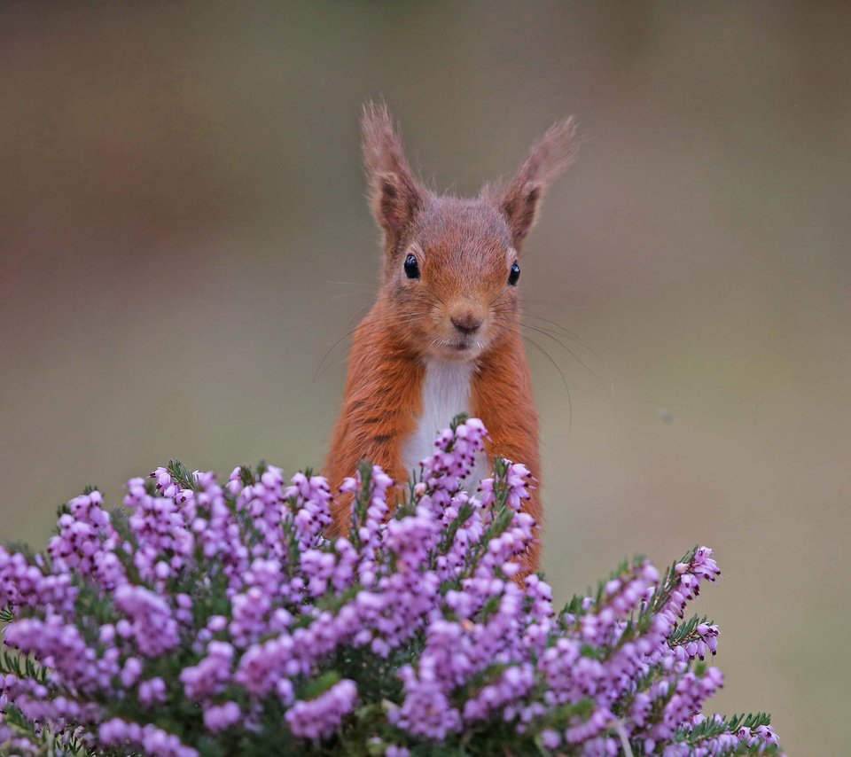 Обои цветы, рыжая, белка, белочка, вереск, грызун, flowers, red, protein, squirrel, heather, rodent разрешение 2048x1365 Загрузить