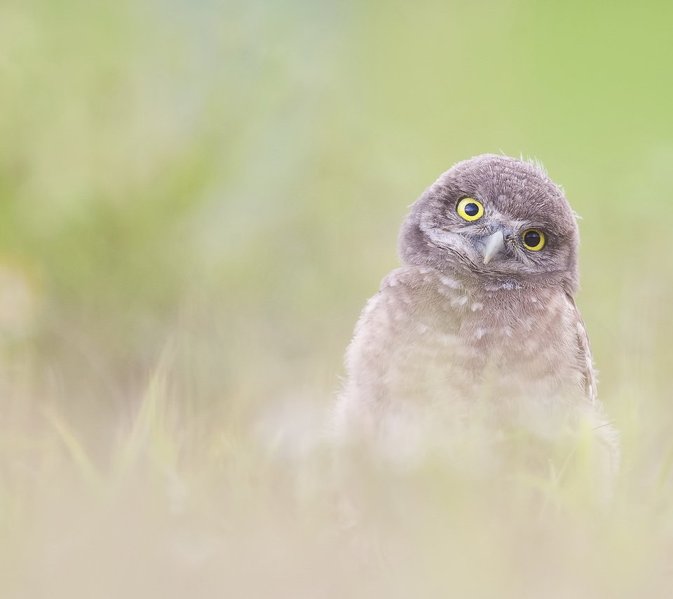 Обои сова, природа, фон, птица, burrowing owlet (athene cunicularia), owl, nature, background, bird разрешение 2047x1222 Загрузить