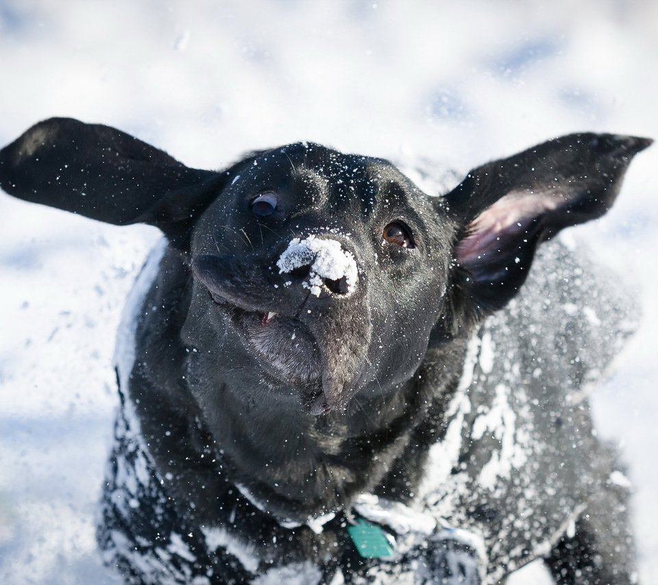 Обои снег, зима, взгляд, собака, друг, лабрадор, snow, winter, look, dog, each, labrador разрешение 2048x1363 Загрузить