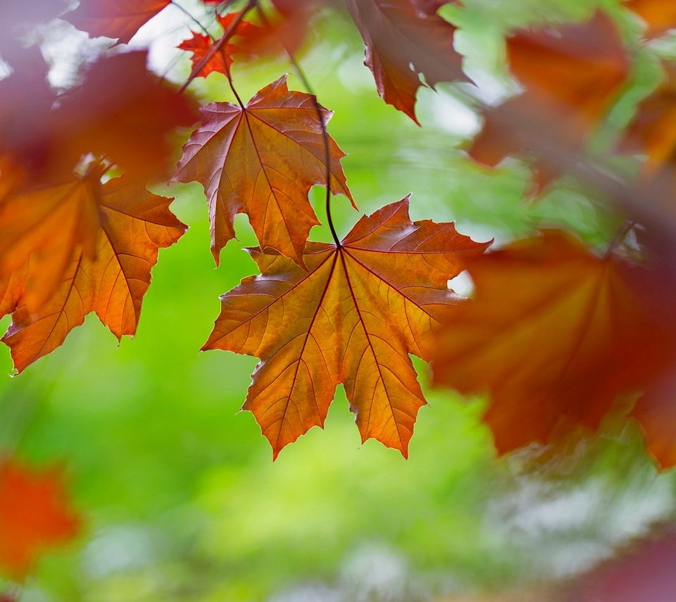 Обои природа, листья, осень, цвет, nature, leaves, autumn, color разрешение 1920x1175 Загрузить