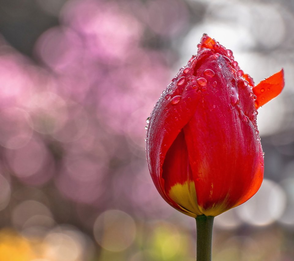 Обои цветы, фон, цветок, капли, тюльпаны, тюльпан, flowers, background, flower, drops, tulips, tulip разрешение 5141x3423 Загрузить