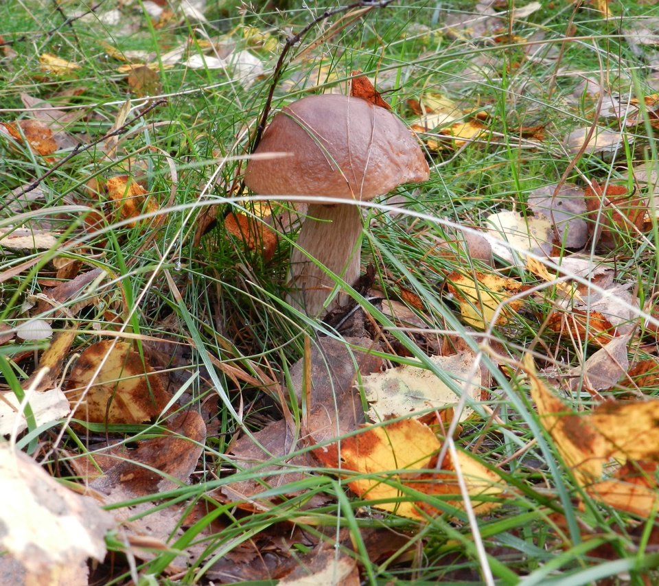 Обои трава, природа, листья, макро, осень, грибы, grass, nature, leaves, macro, autumn, mushrooms разрешение 4000x2947 Загрузить