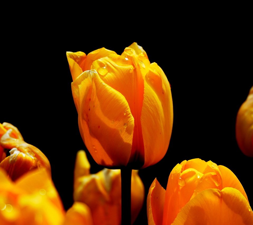 Обои цветы, природа, весна, черный фон, тюльпаны, flowers, nature, spring, black background, tulips разрешение 1920x1321 Загрузить