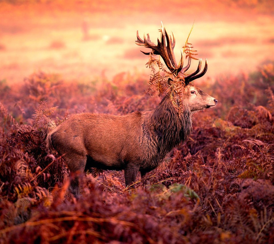 Обои олень, рога, red deer stag, deer, horns разрешение 2048x1273 Загрузить