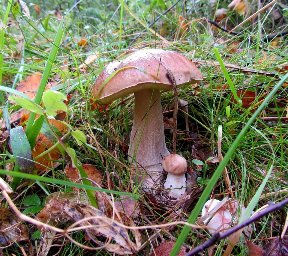 Обои трава, природа, листья, макро, осень, грибы, grass, nature, leaves, macro, autumn, mushrooms разрешение 3200x2125 Загрузить