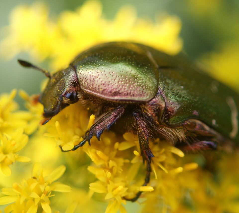 Обои цветы, жук, макро, насекомое, желтые, бронзовка золотистая, flowers, beetle, macro, insect, yellow, brantovka golden разрешение 4592x2583 Загрузить