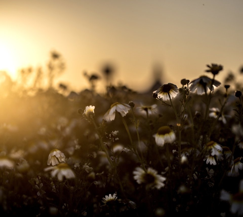 Обои свет, цветы, поле, луг, ромашки, light, flowers, field, meadow, chamomile разрешение 5472x3648 Загрузить