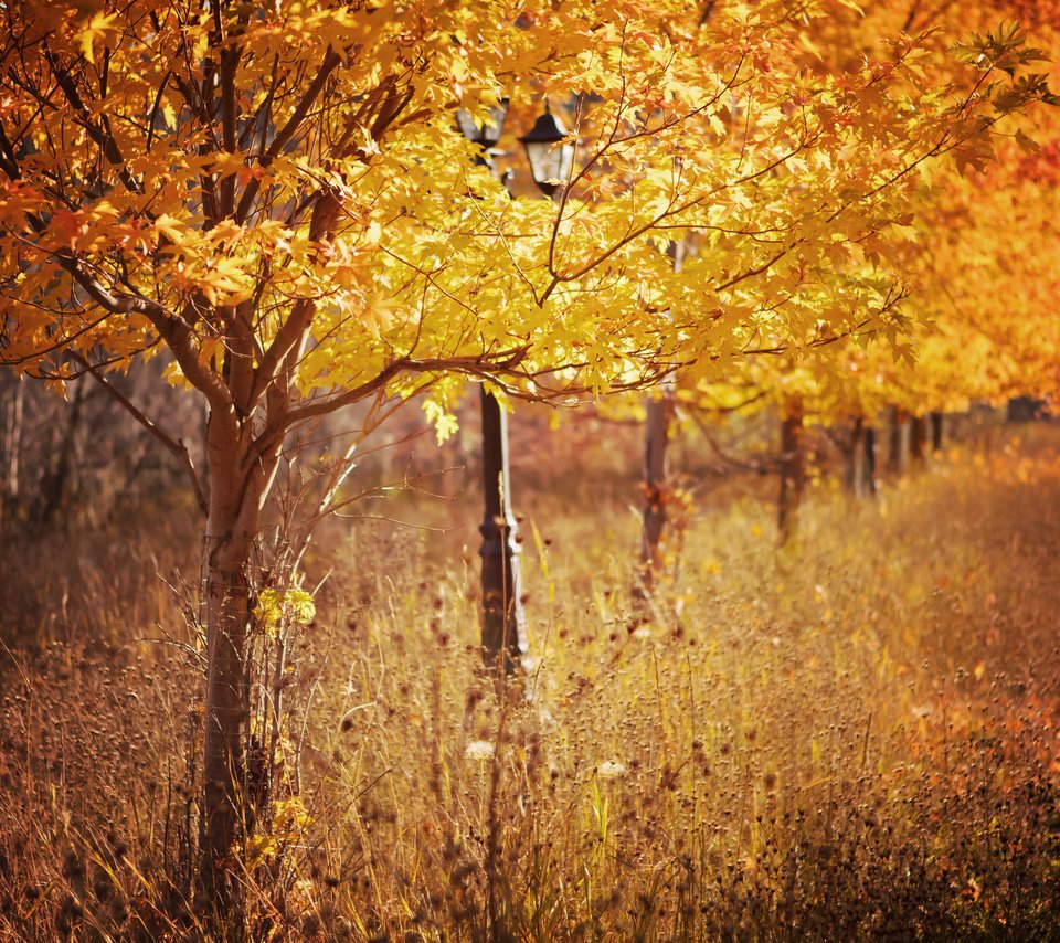 Обои деревья, листья, парк, осень, фонарь, сухая трава, trees, leaves, park, autumn, lantern, dry grass разрешение 2048x1365 Загрузить