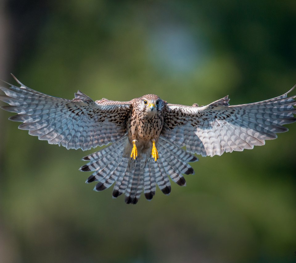 Обои полет, крылья, птица, взмах, пустельга, flight, wings, bird, stroke, kestrel разрешение 2048x1367 Загрузить