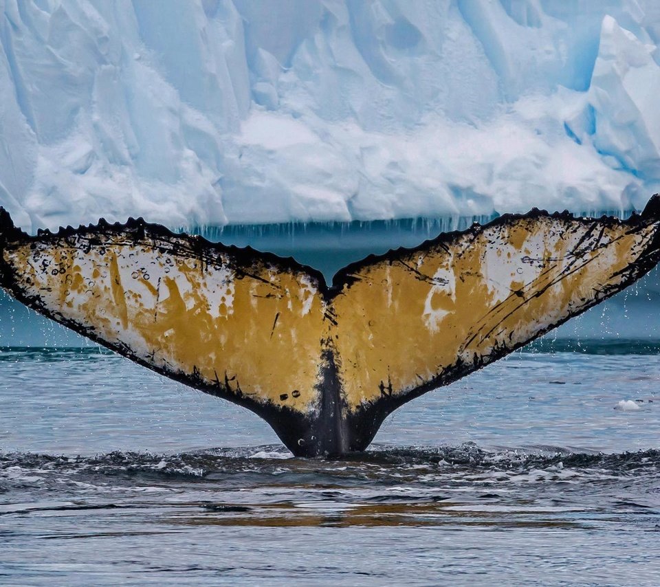 Обои хвост, кит, антарктика, cierva cove, горбатый кит, tail, kit, antarctica, humpback whale разрешение 1920x1080 Загрузить