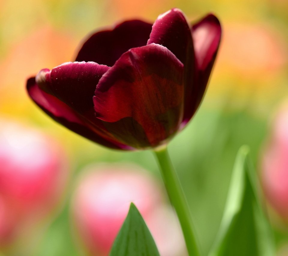 Обои цветок, размытость, тюльпан, темный, бордовый, flower, blur, tulip, dark, burgundy разрешение 2048x1152 Загрузить
