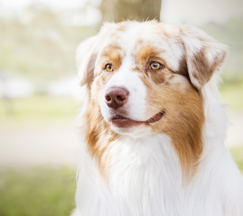 Обои портрет, собака, весна, лужайка, аусси, portrait, dog, spring, lawn, aussie разрешение 4724x2657 Загрузить