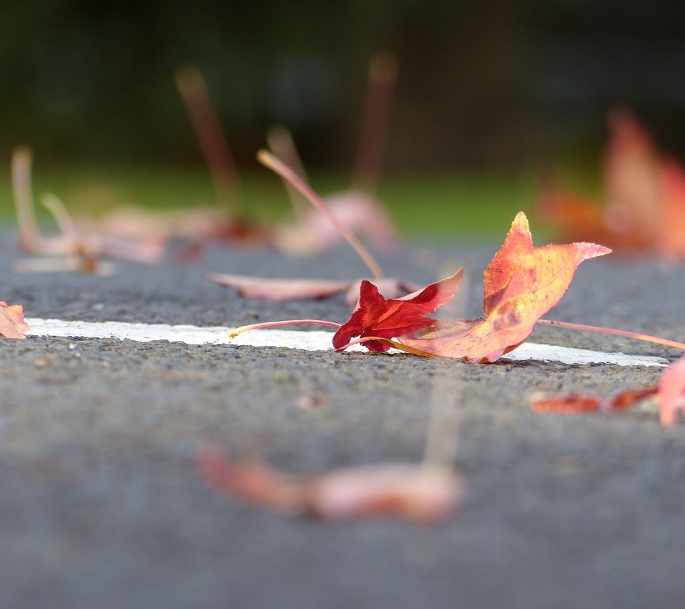 Обои дорога, листья, осень, листик, road, leaves, autumn, leaf разрешение 4000x3000 Загрузить