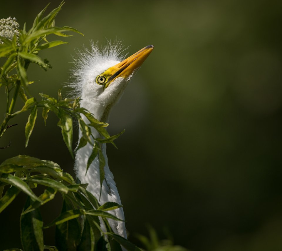 Обои природа, птица, белая, большая, цапля, great egret, nature, bird, white, large, heron разрешение 2048x1363 Загрузить