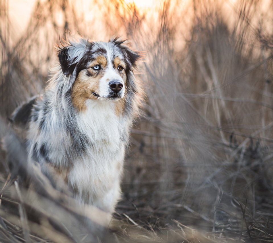 Обои трава, собака, заросли, аусси, grass, dog, thickets, aussie разрешение 2048x1152 Загрузить