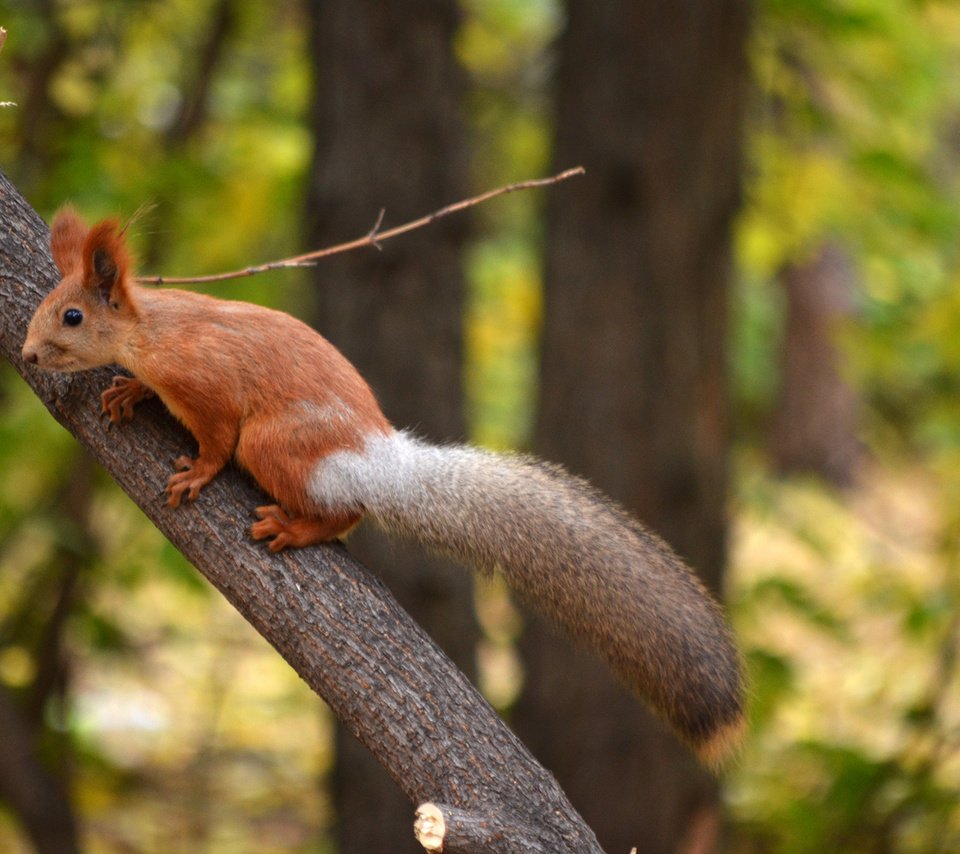 Обои парк, ствол, белка, хвост, белочка, грызун, park, trunk, protein, tail, squirrel, rodent разрешение 1920x1272 Загрузить