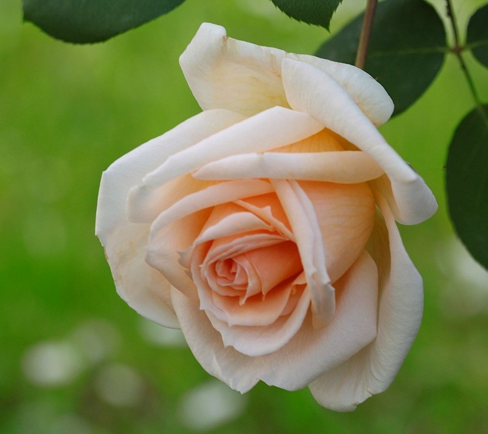 Обои макро, цветок, роза, бутон, macro, flower, rose, bud разрешение 2048x1287 Загрузить