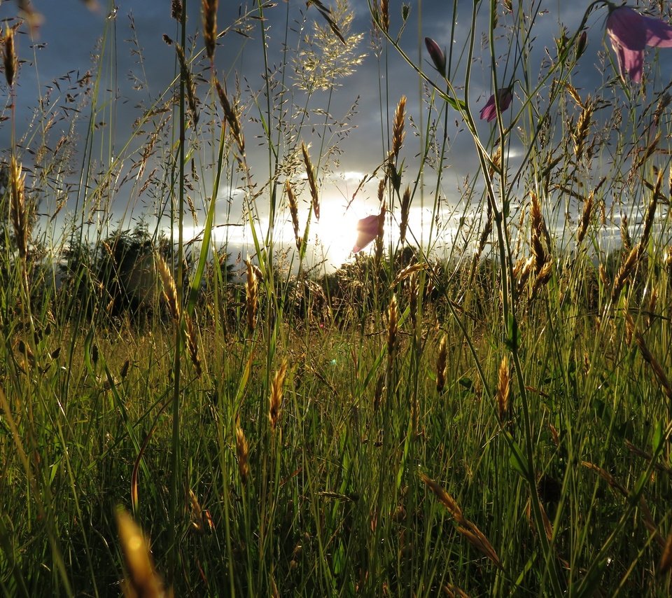 Обои трава, природа, макро, поле, grass, nature, macro, field разрешение 2880x2160 Загрузить