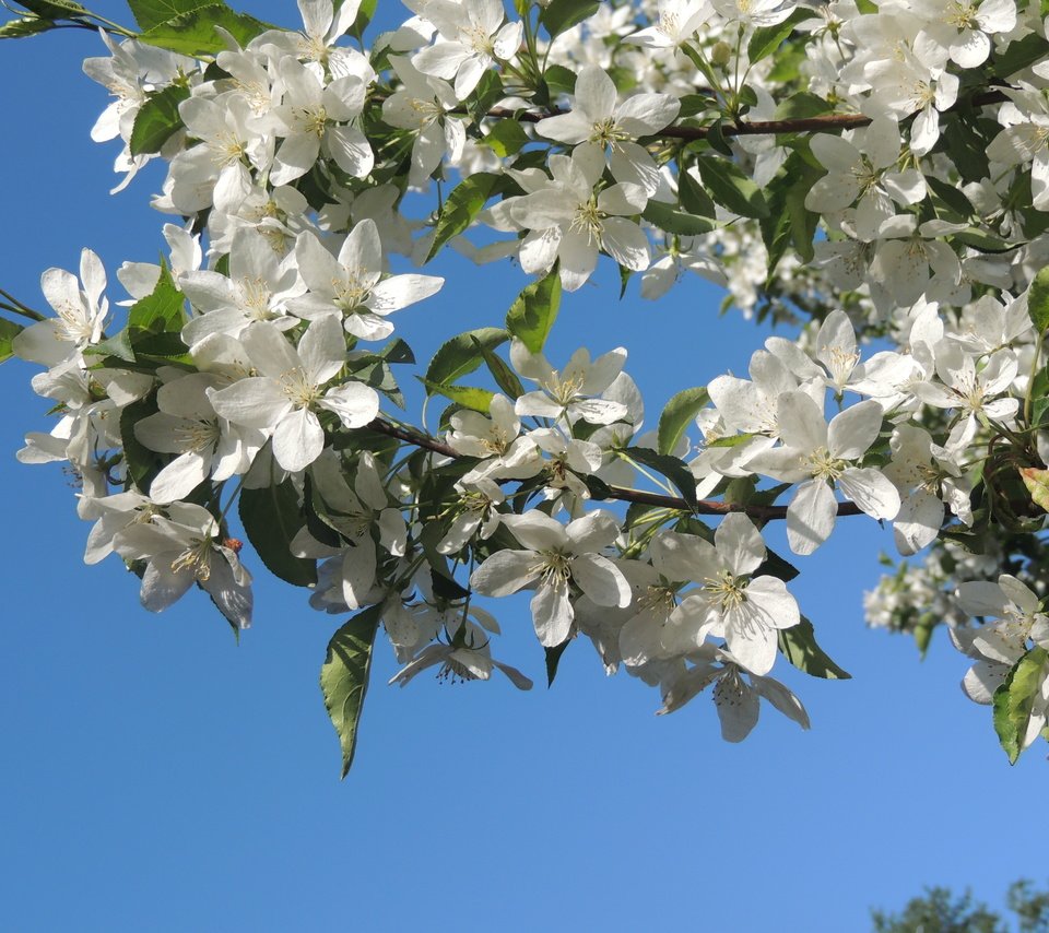 Обои небо, цветение, яблоня, голубое, the sky, flowering, apple, blue разрешение 4608x3456 Загрузить