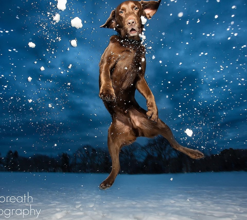 Обои фото, собака, прыгает, лобрадор, photo, dog, jumping, labrador разрешение 2560x1600 Загрузить