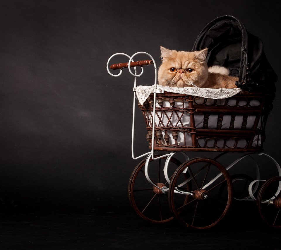 Обои кот, кошка, темный фон, рыжий, коляска, персидский, cat, the dark background, red, stroller, persian разрешение 2048x1152 Загрузить