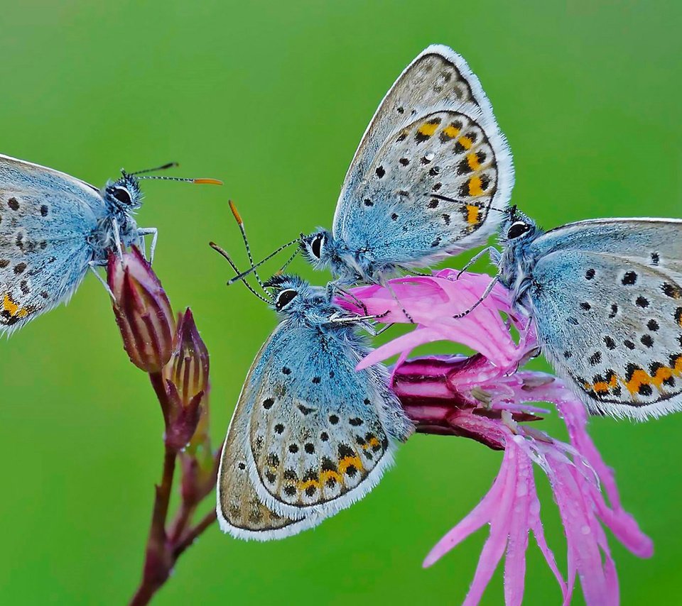Обои природа, цветок, крылья, насекомые, бабочки, nature, flower, wings, insects, butterfly разрешение 1920x1200 Загрузить