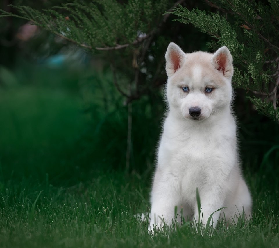 Обои трава, взгляд, щенок, хаски, голубоглазый, grass, look, puppy, husky, blue-eyed разрешение 3000x1968 Загрузить