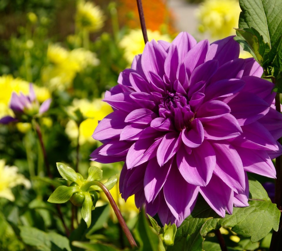 Обои цветок, фиолетовый,  цветы, георгин, лиловая, flower, purple, flowers, dahlia разрешение 2880x1923 Загрузить