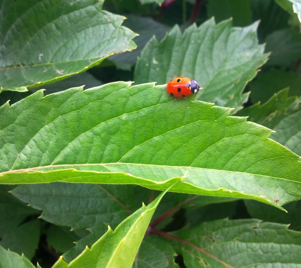 Обои зелень, листья, насекомое, лето, божья коровка, greens, leaves, insect, summer, ladybug разрешение 2592x1944 Загрузить