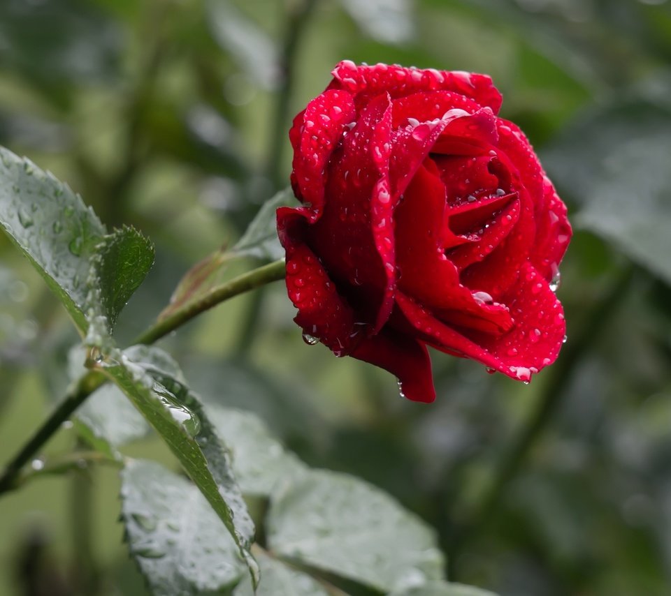 Обои цветок, роза, красная, дождь, капли воды, flower, rose, red, rain, water drops разрешение 2048x1361 Загрузить