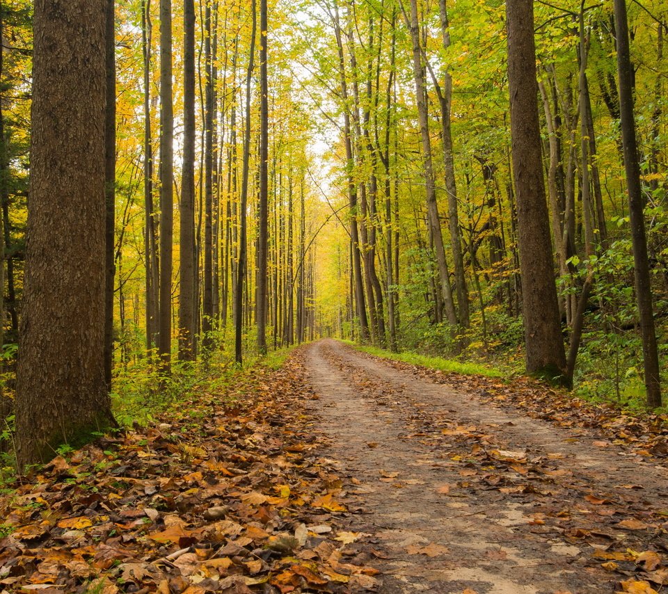 Обои дорога, лес, осень, road, forest, autumn разрешение 2560x1707 Загрузить