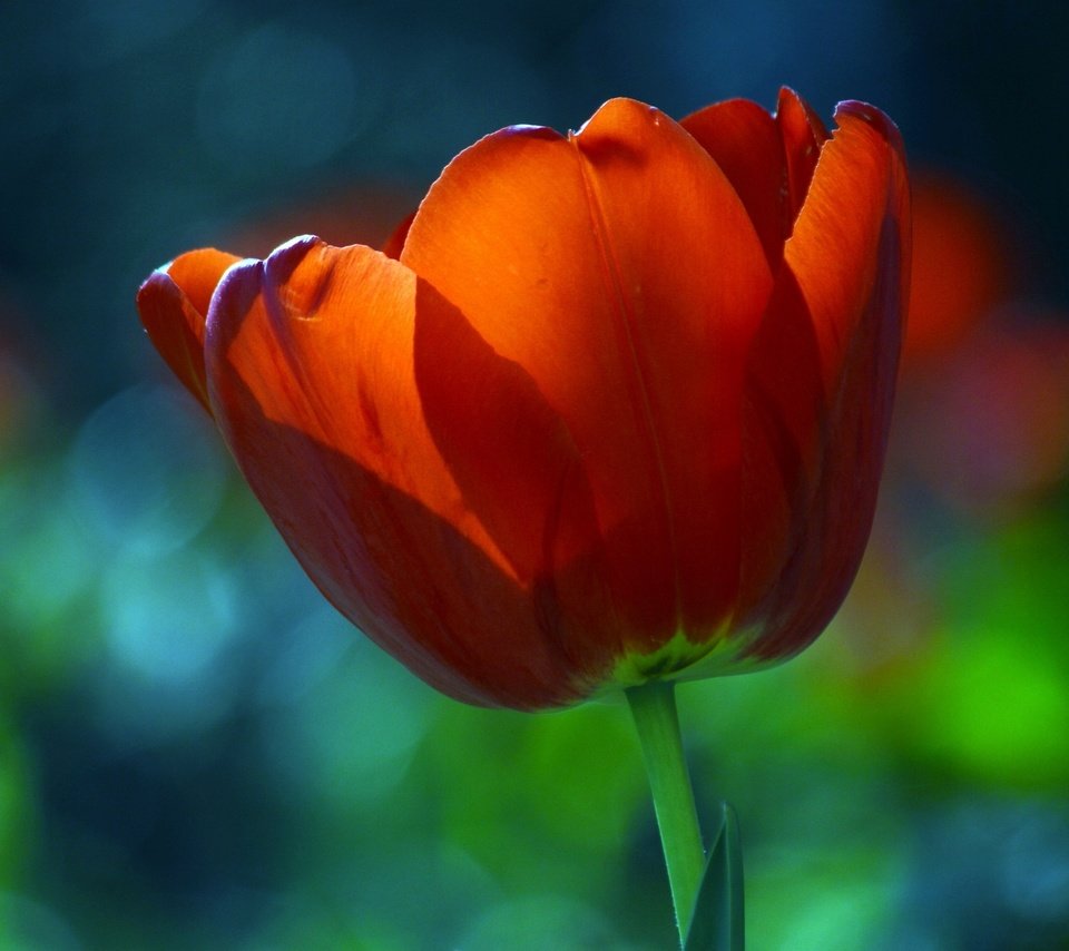 Обои макро, красный, тюльпан, macro, red, tulip разрешение 2100x1370 Загрузить