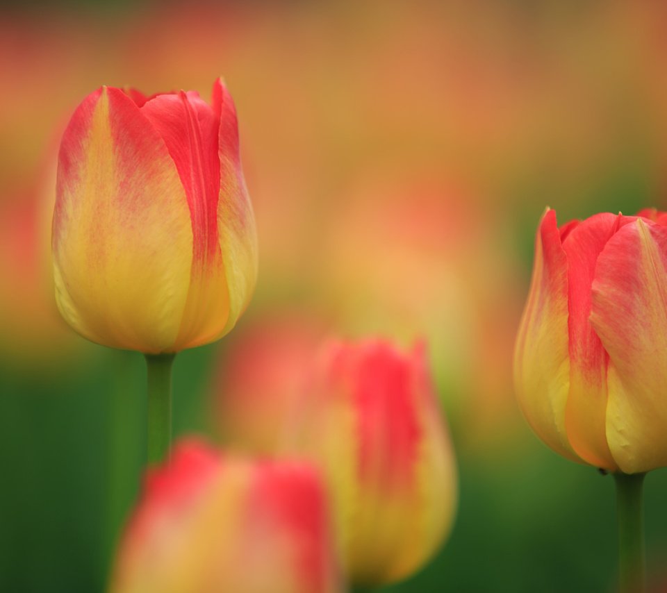 Обои бутоны, макро, тюльпаны, боке, buds, macro, tulips, bokeh разрешение 2048x1365 Загрузить