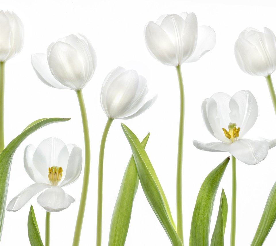 Обои макро, белый, тюльпан, macro, white, tulip разрешение 2048x1365 Загрузить