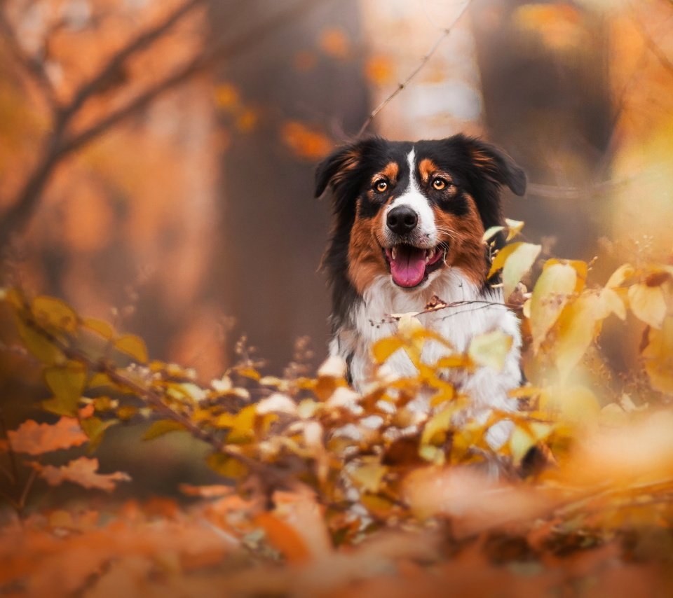 Обои взгляд, осень, собака, друг, бордер колли, look, autumn, dog, each, border collie разрешение 2047x1243 Загрузить