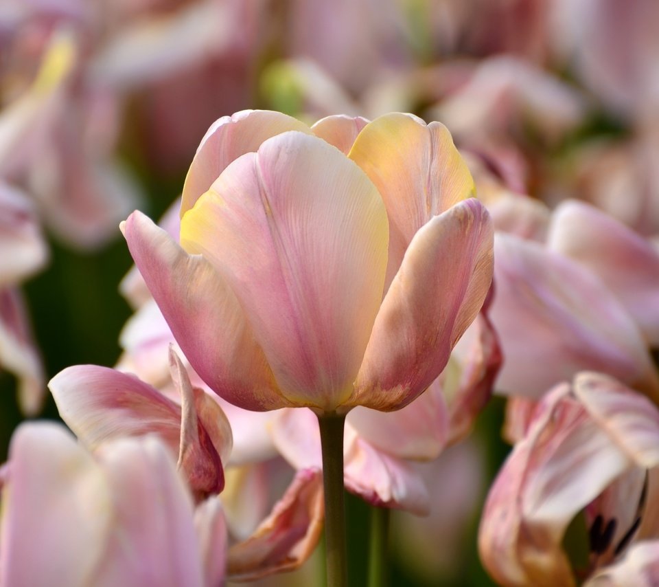 Обои макро, лепестки, тюльпаны, macro, petals, tulips разрешение 3000x1987 Загрузить