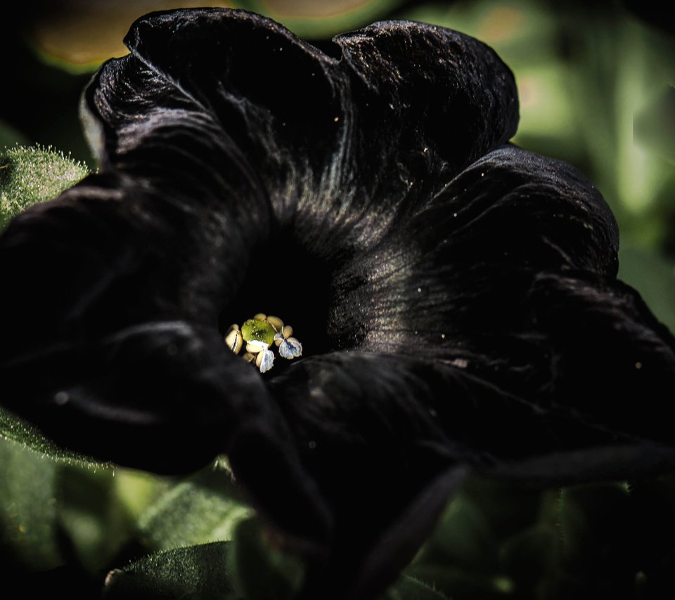 Обои цветок, петуния, черный бархат, flower, petunia, black velvet разрешение 4033x2826 Загрузить