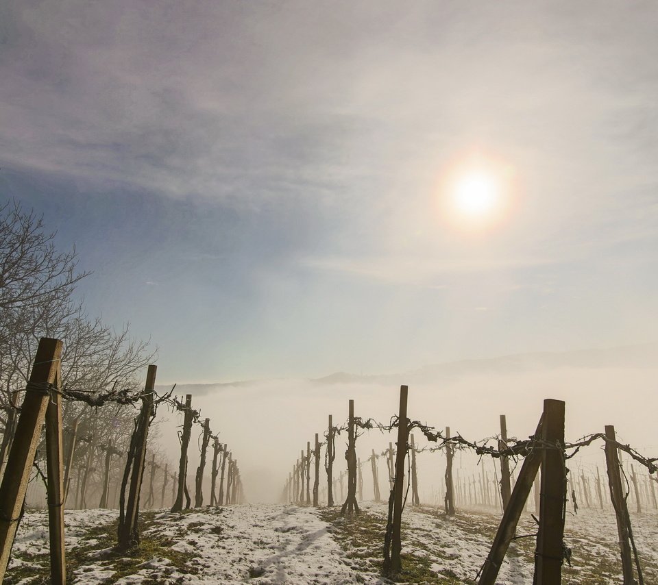 Обои утро, туман, забор, виноградник, morning, fog, the fence, vineyard разрешение 2560x1555 Загрузить