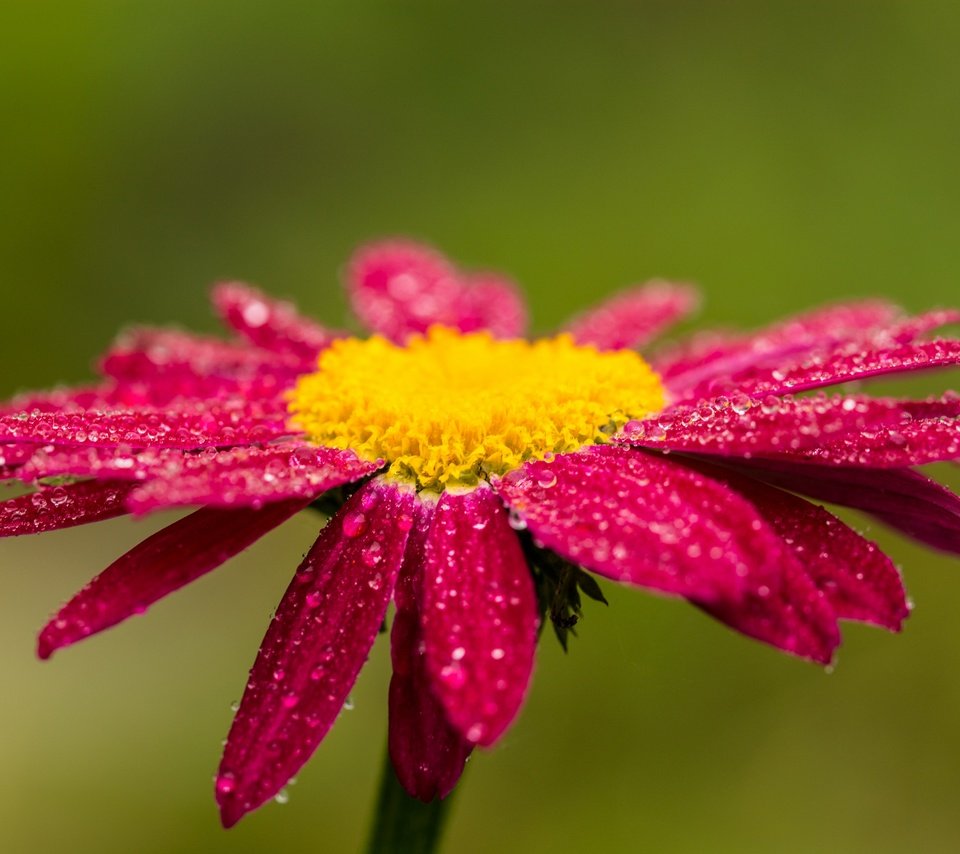 Обои цветок, капли, красный, боке, гербера, flower, drops, red, bokeh, gerbera разрешение 2880x1920 Загрузить