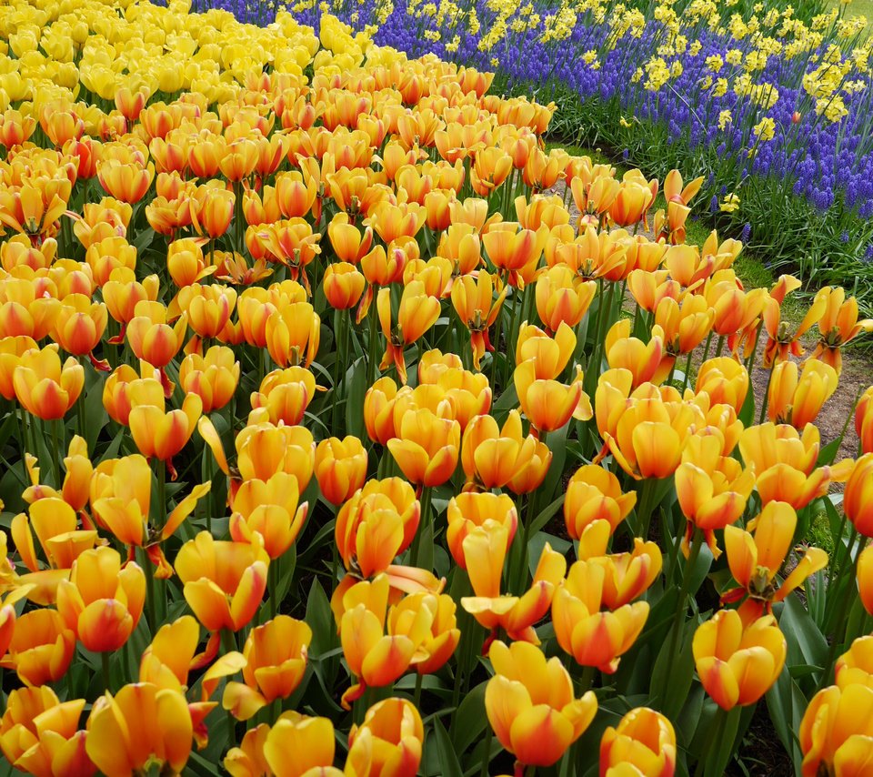 Обои тюльпаны, много, желтые, оранжевые, tulips, a lot, yellow, orange разрешение 4335x2800 Загрузить