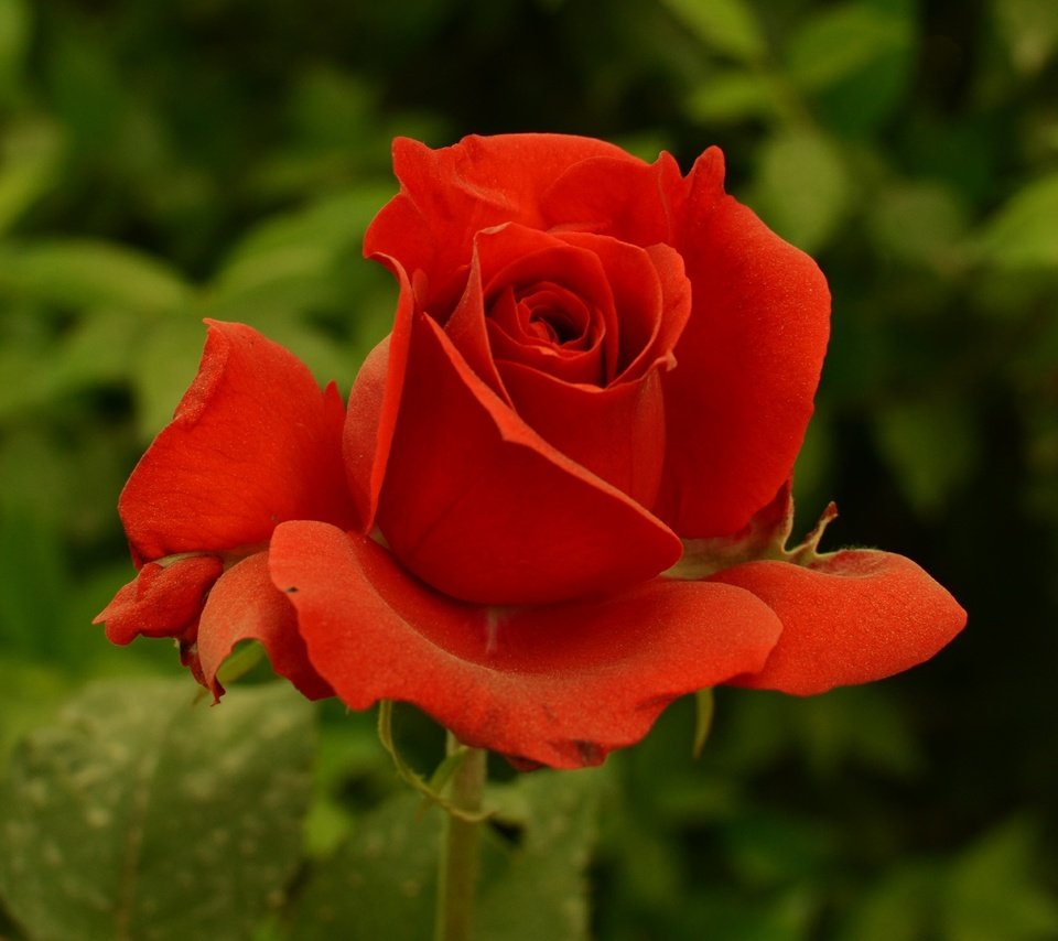 Обои цветок, роза, красная, краcный, flower, rose, red разрешение 2000x1999 Загрузить