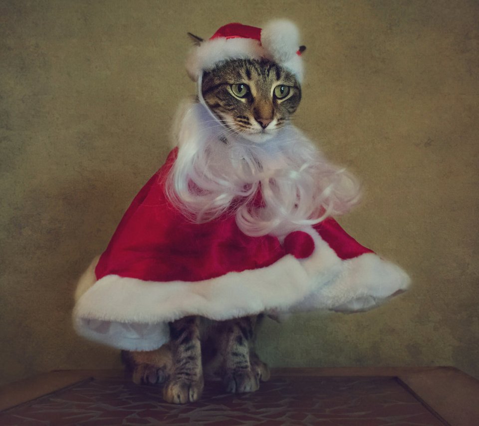Обои новый год, костюм санты, кот, кошка, праздник, рождество, накидка, санта клаус, колпак, борода, beard, new year, the santa suit, cat, holiday, christmas, cape, santa claus, cap разрешение 2048x1152 Загрузить