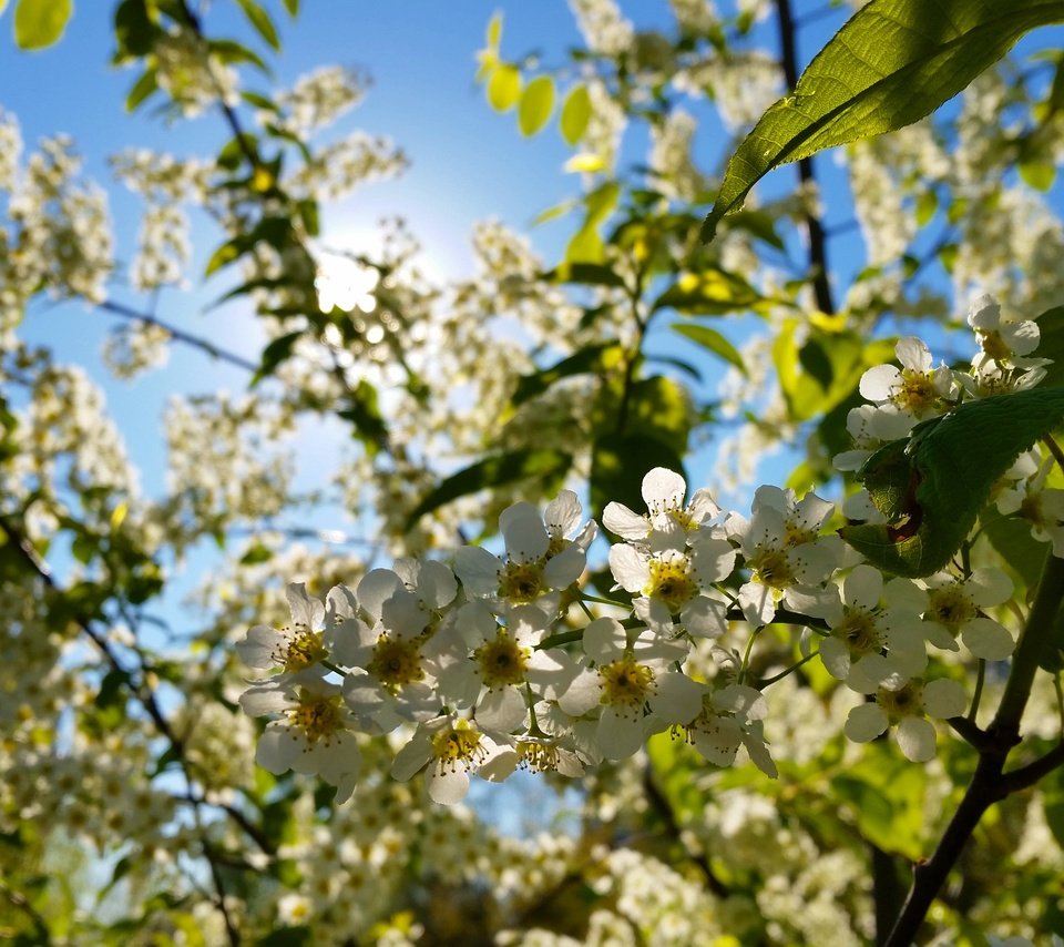 Обои цветы, макро, вишня, белые, соцветия, боке, flowers, macro, cherry, white, inflorescence, bokeh разрешение 4096x2304 Загрузить