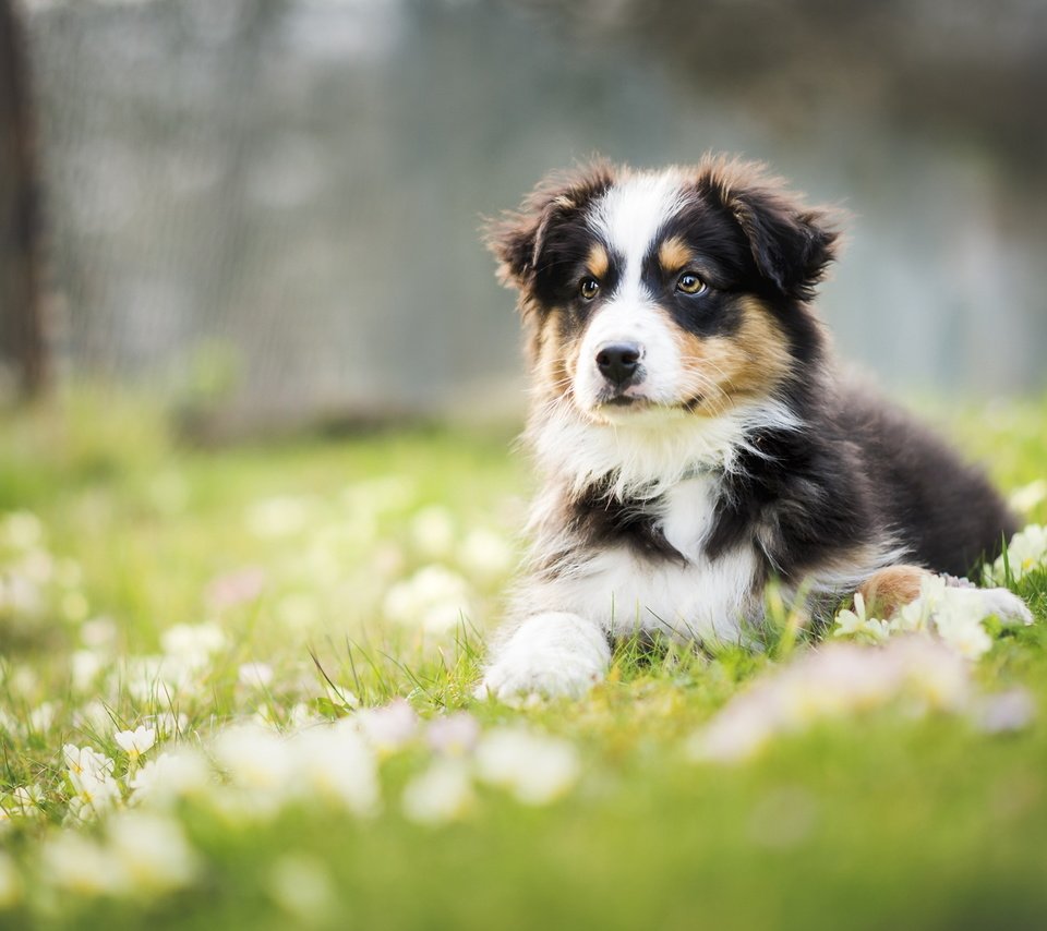 Обои цветы, собака, луг, щенок, австралийская овчарка, аусси, flowers, dog, meadow, puppy, australian shepherd, aussie разрешение 2048x1152 Загрузить