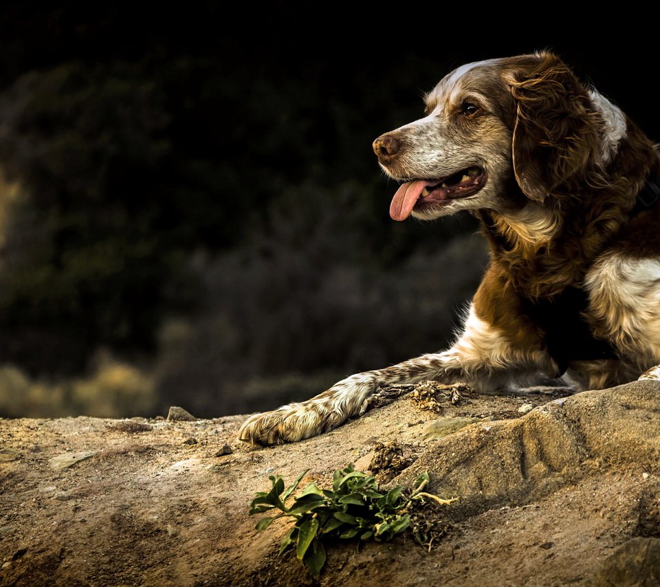 Обои природа, собака, спаниель, бретонский, wilkof photography, nature, dog, spaniel, breton разрешение 2048x1355 Загрузить