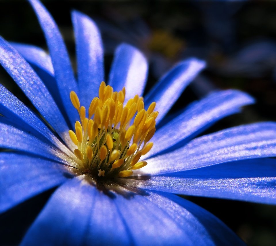 Обои макро, синий, цветок, лепестки, весна, анемон, macro, blue, flower, petals, spring, anemone разрешение 1920x1352 Загрузить